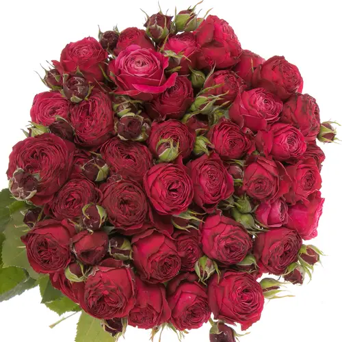 Rose verzweigt lila Party Trendsetter 6+Blüte 60cm