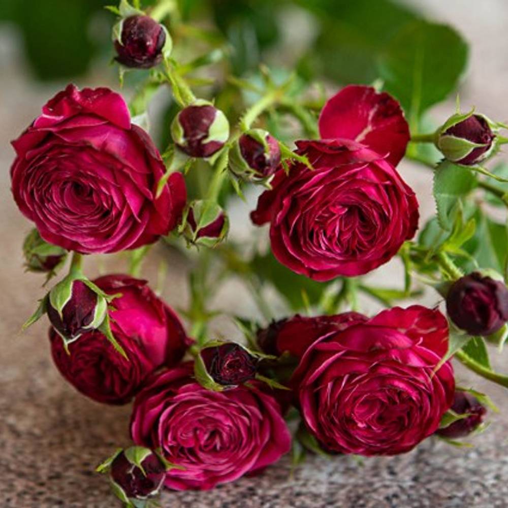 Rose verzweigt lila Party Trendsetter 6+Blüte 60cm