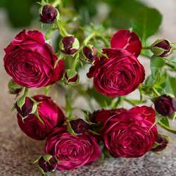 Rose verzweigt lila Party Trendsetter 6+Blüte 60cm