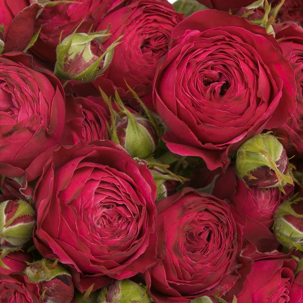 Rose verzweigt lila Party Trendsetter 6+Blüte 60cm