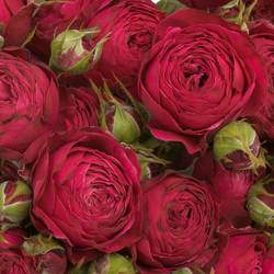 Rose verzweigt lila Party Trendsetter 6+Blüte 60cm