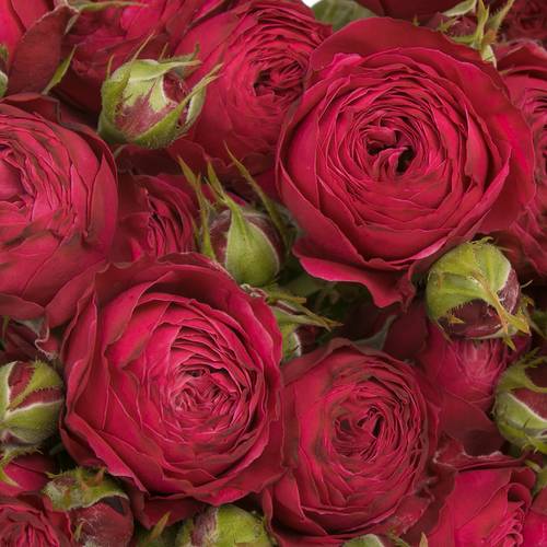 Rose verzweigt lila Party Trendsetter 6+Blüte 60cm
