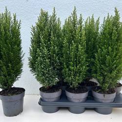 Chamaecyparis Snow White T15 H053