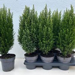 Chamaecyparis Snow White T15 H053