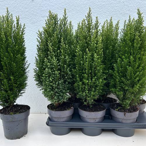 Chamaecyparis Snow White T15 H053