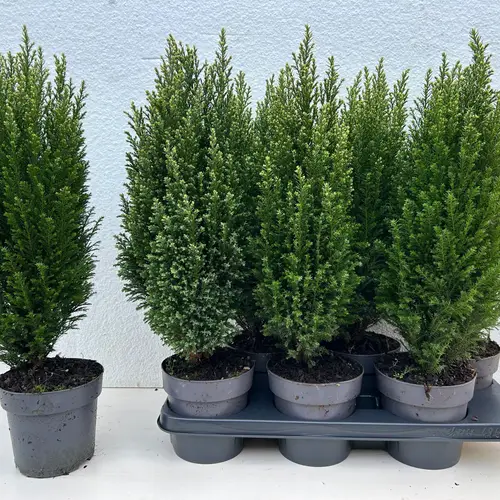 Chamaecyparis Snow White T15 H053