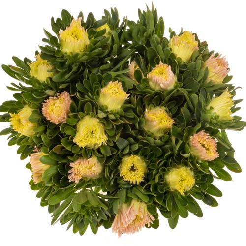 Aster apricot Matador 50cm