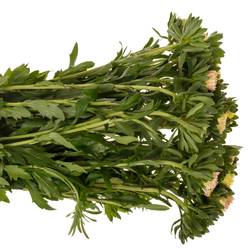 Aster apricot Matador 50cm