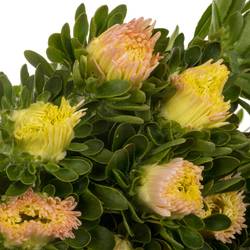 Aster apricot Matador 50cm