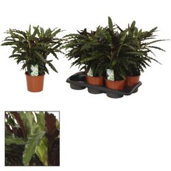Calathea Elgergrass T17 H50