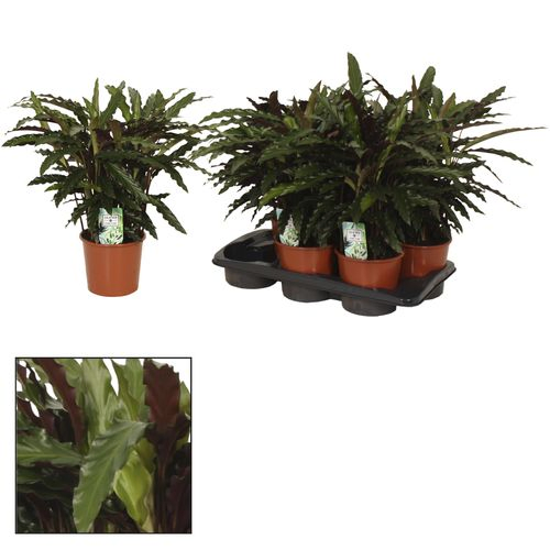 Calathea Elgergrass T17 H50