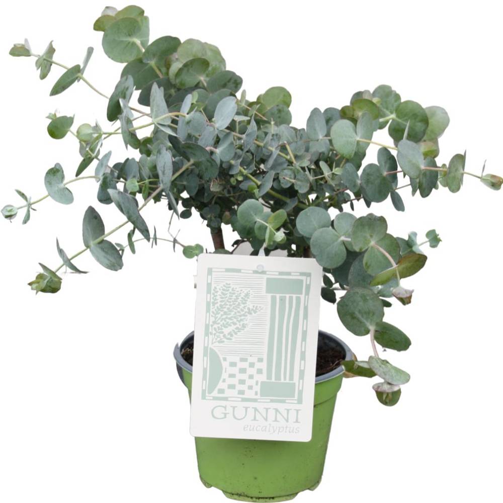 Eukalyptus Gunni T14 H35