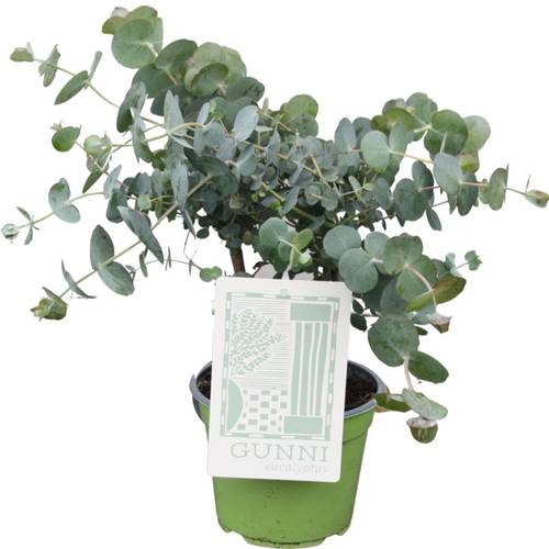 Eukalyptus Gunni T14 H35
