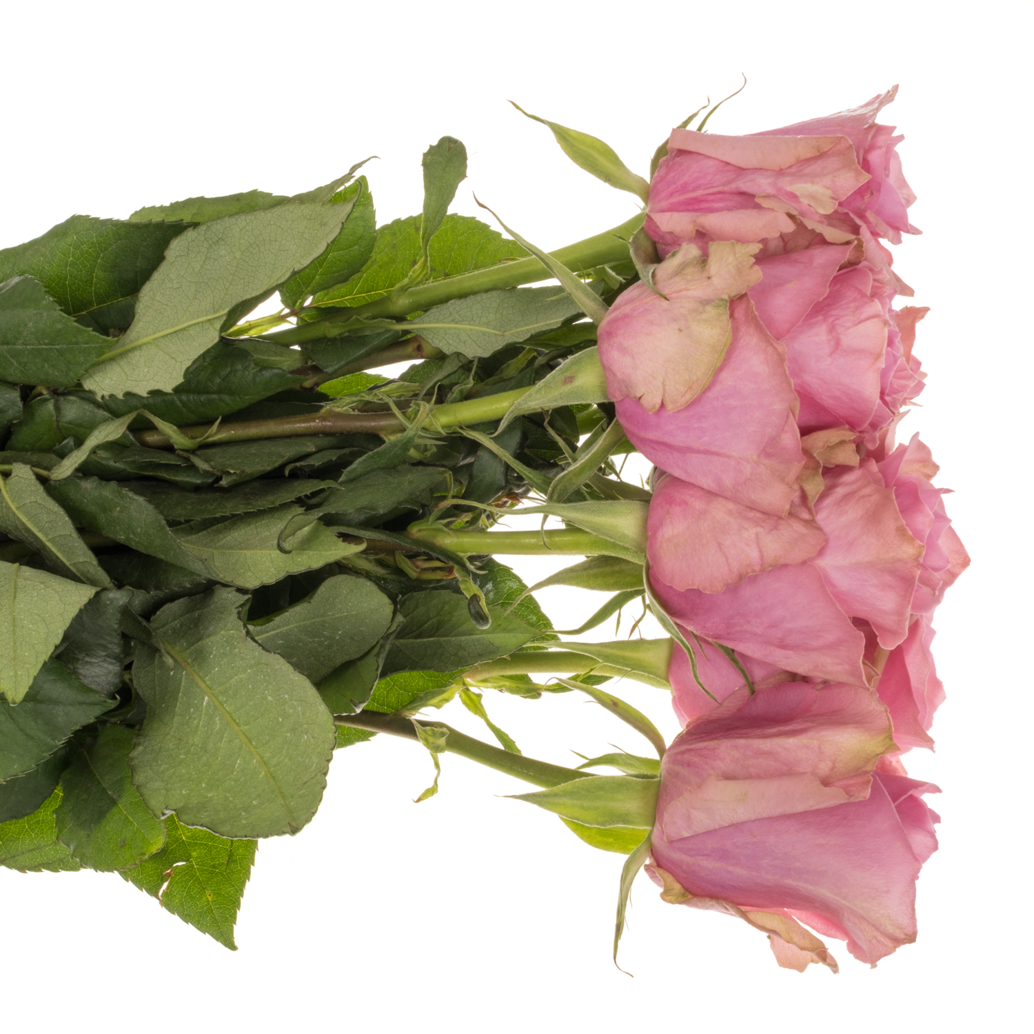 Rose rosa Royce 50cm