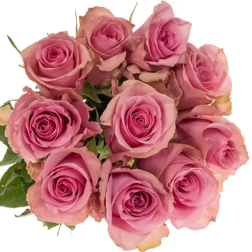 Rose rosa Royce 50cm