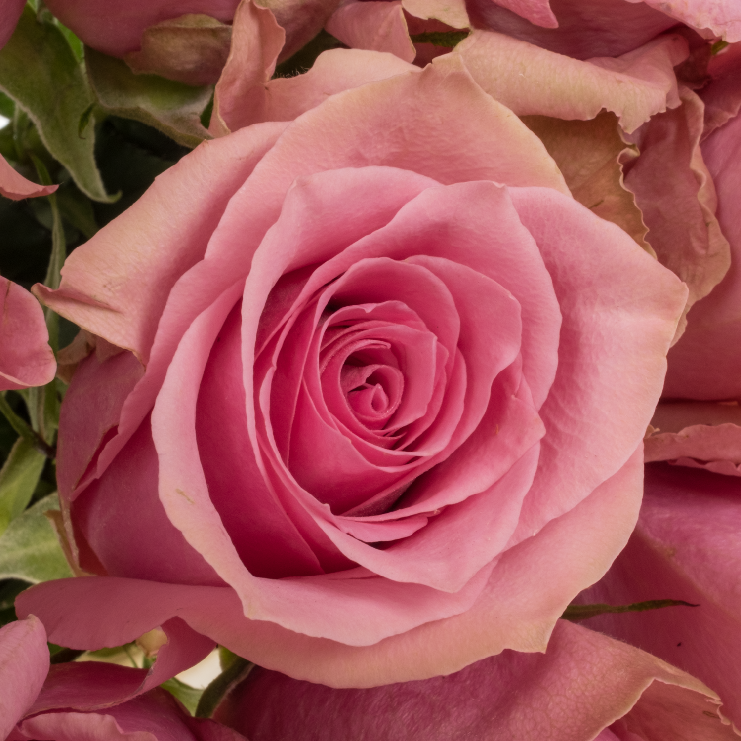 Rose rosa Royce 50cm