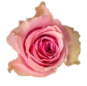 Rose rosa Royce 50cm