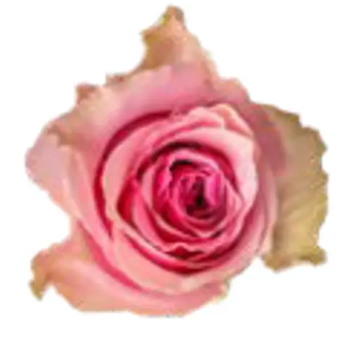 Rose rosa Royce 50cm