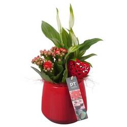 Spath.Arr PTVMB2239 T12 H032