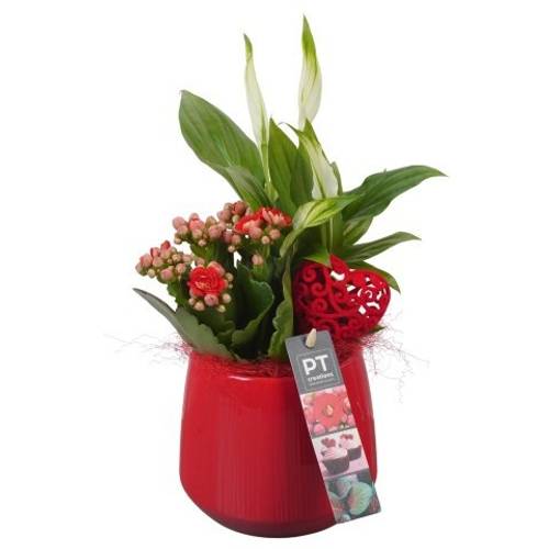 Spath.Arr PTVMB2239 T12 H032