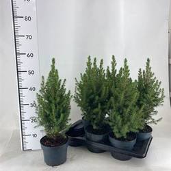 Picea Glauca Conica Schnap. von Uhr T17 H055