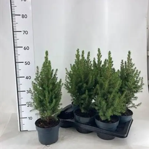 Picea Glauca Conica Schnap. von Uhr T17 H055