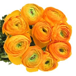 Ranunkel orange Cloni Super Pareo 40cm