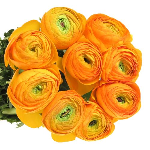 Ranunkel orange Cloni Super Pareo 40cm