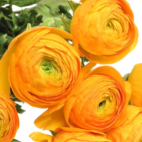 Ranunkel orange Cloni Super Pareo 40cm
