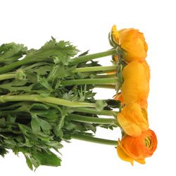 Ranunkel orange Cloni Super Pareo 40cm