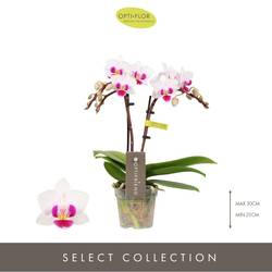 Phal.2-R Alice Optifriend T07 H025