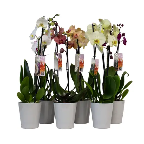 Phal.2-R mix im Übertopf grau T12 H055