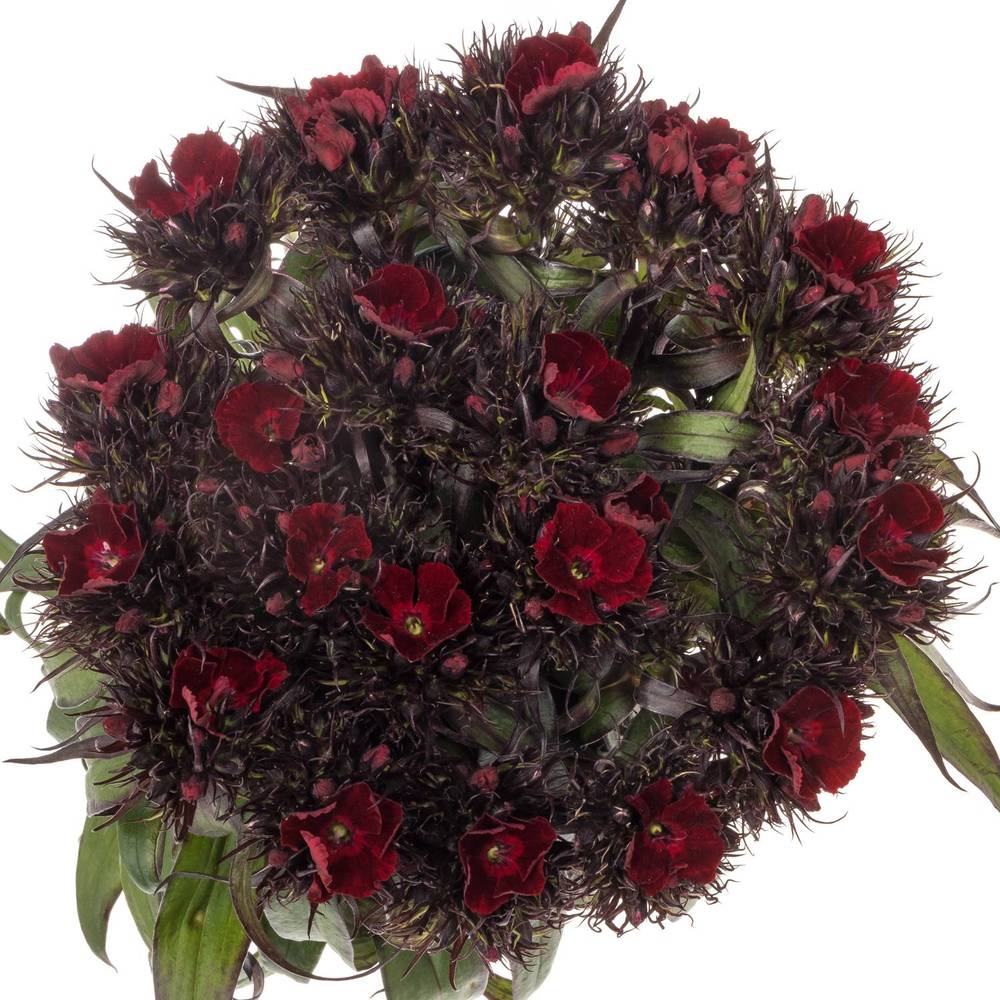 Bartnelke weinrot Sweet Will Cherry 65cm