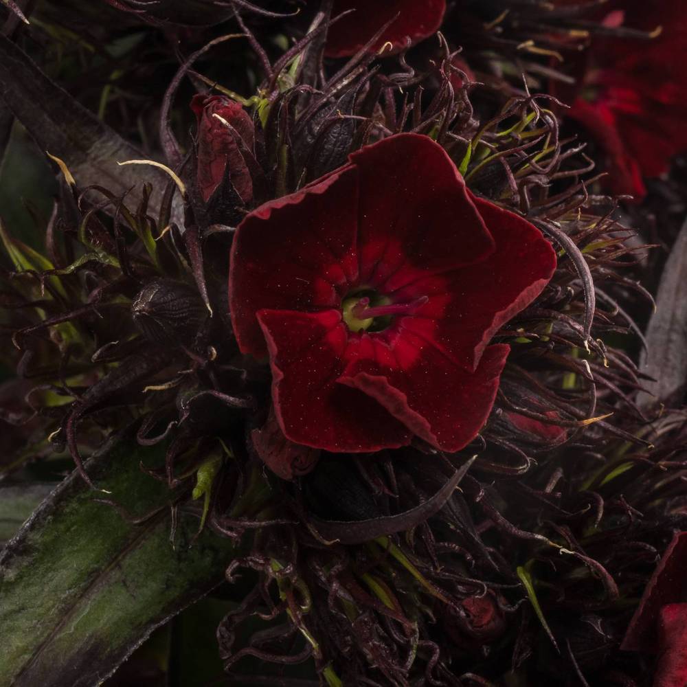 Bartnelke weinrot Sweet Will Cherry 65cm