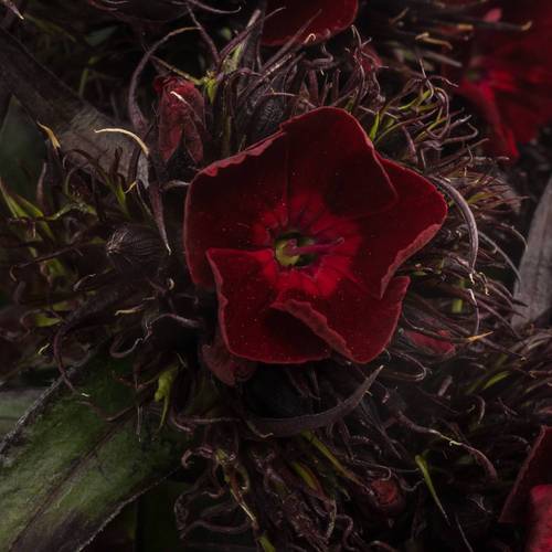 Bartnelke weinrot Sweet Will Cherry 65cm