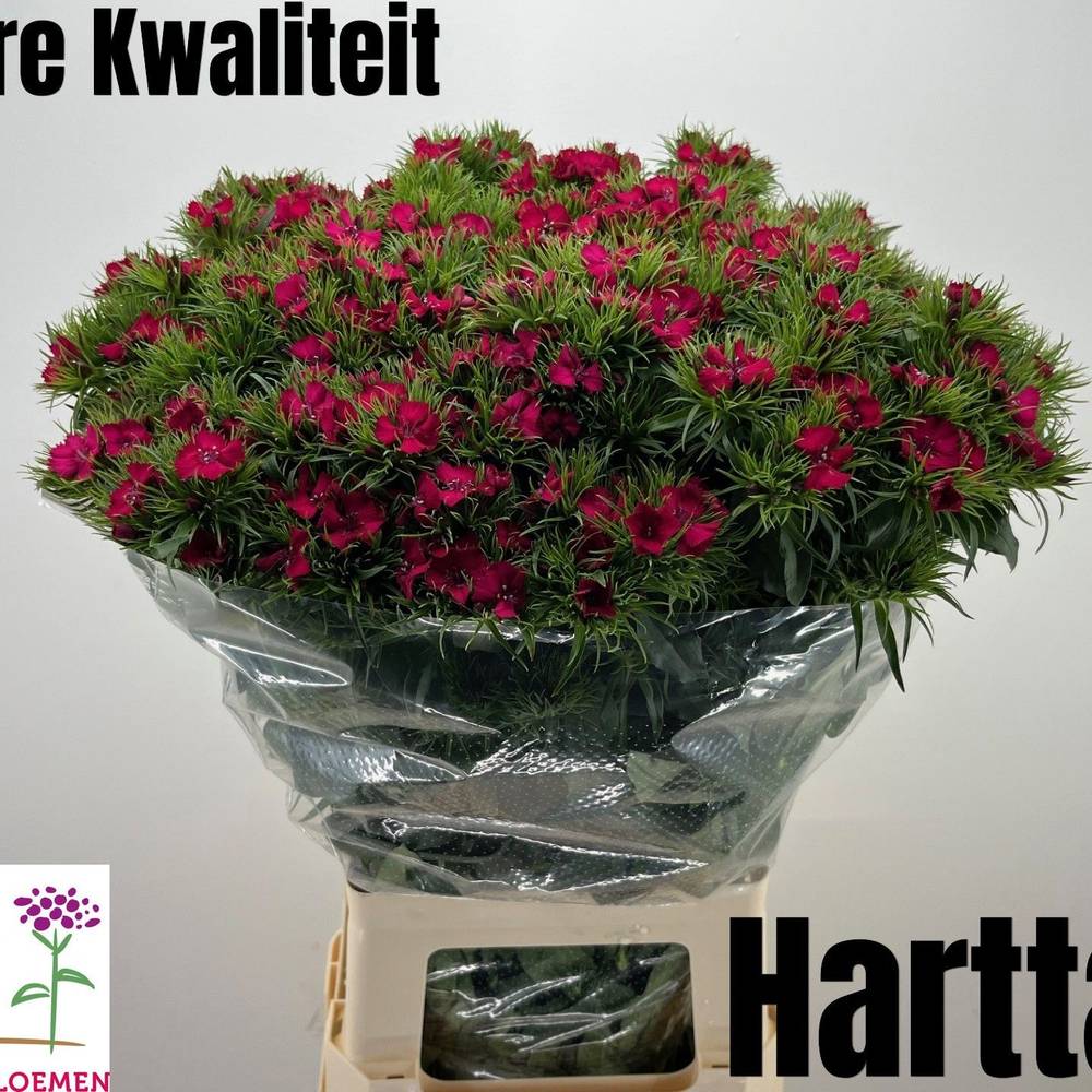 Bartnelke fuchsia Sweet Will Cherry 68cm