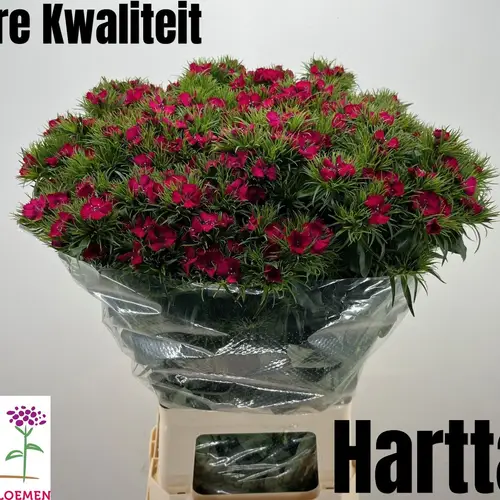 Bartnelke fuchsia Sweet Will Cherry 68cm