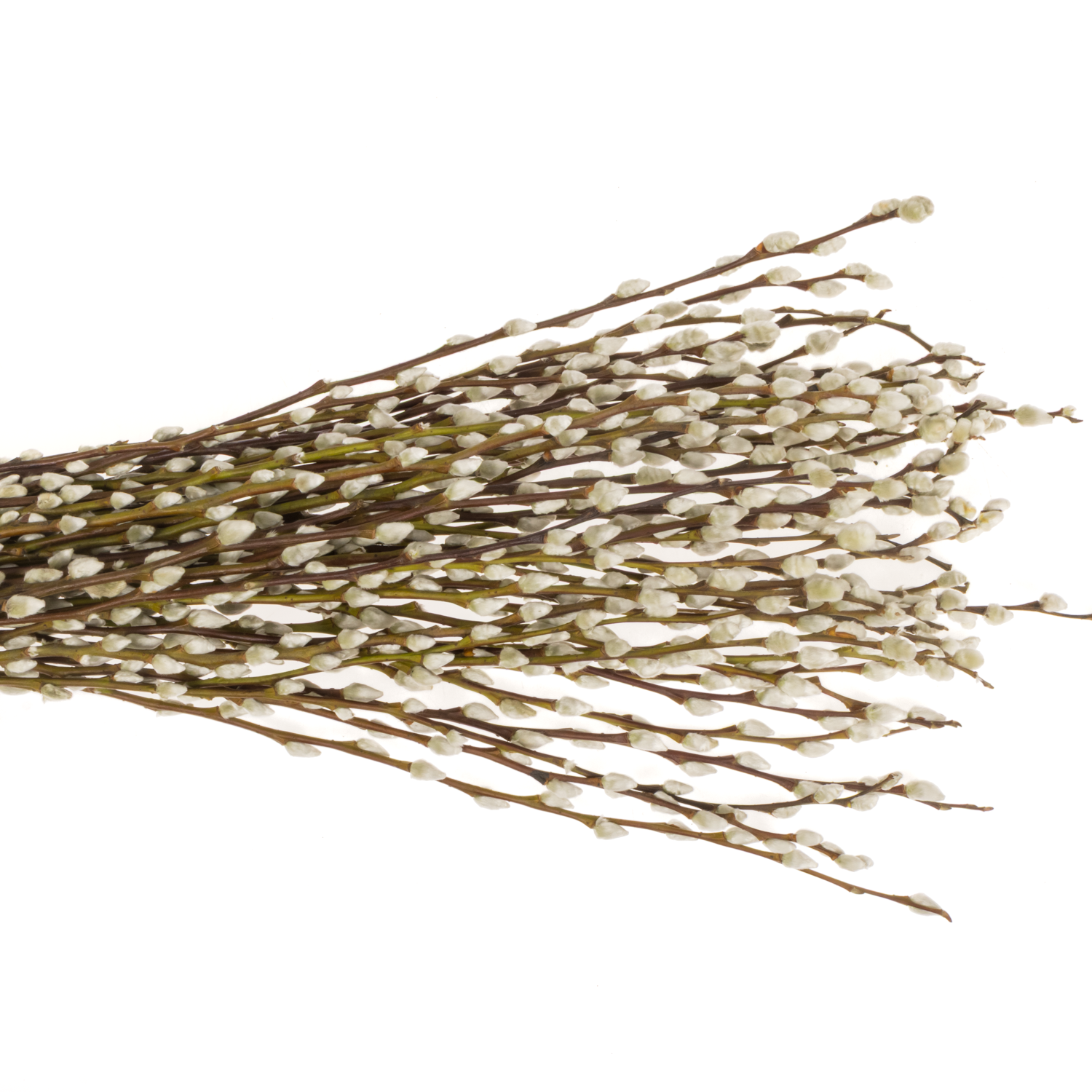 Kätzchen weiss Snowflake 70cm