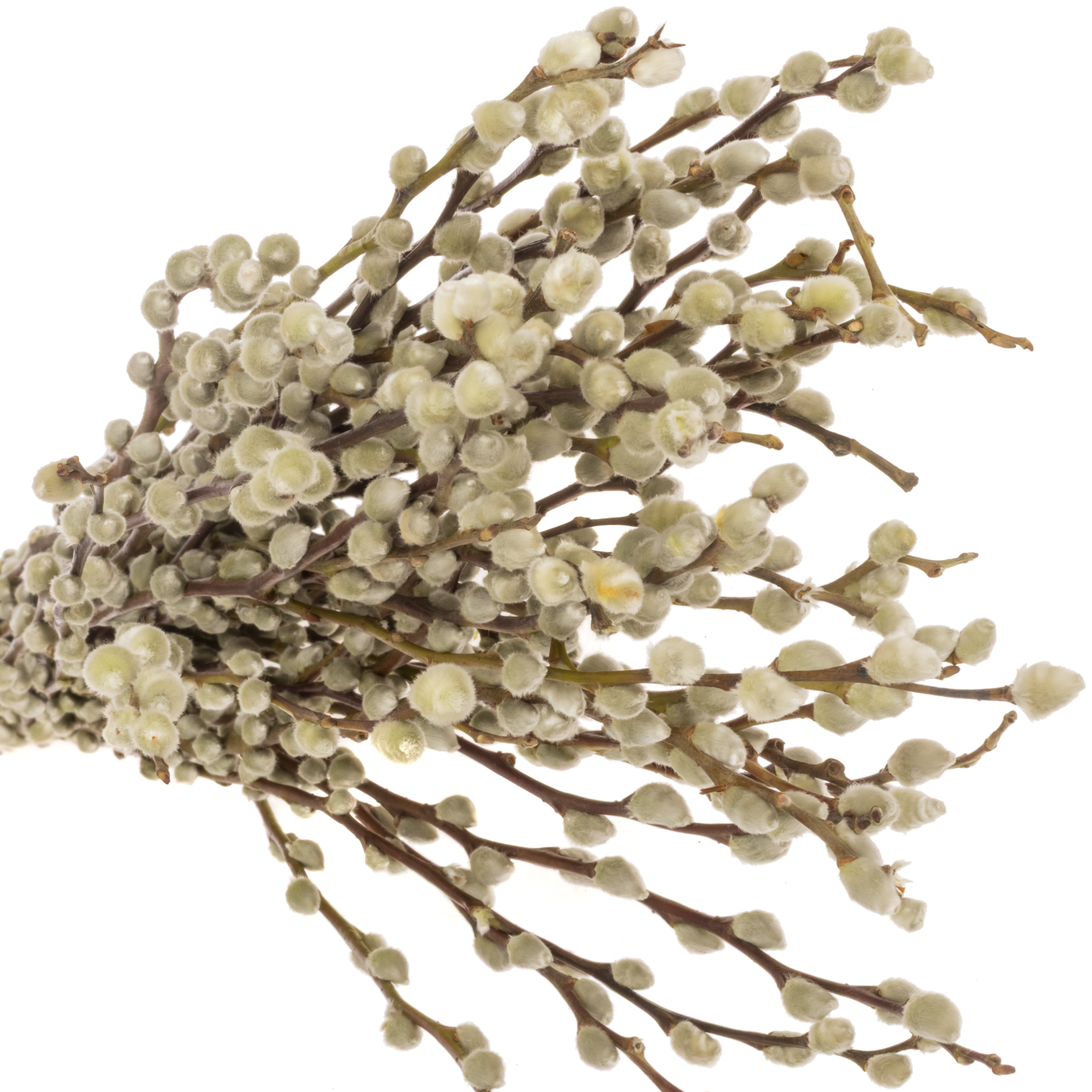 Kätzchen weiss Snowflake 70cm