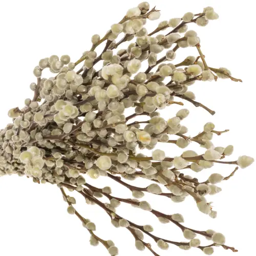 Kätzchen weiss Snowflake 70cm