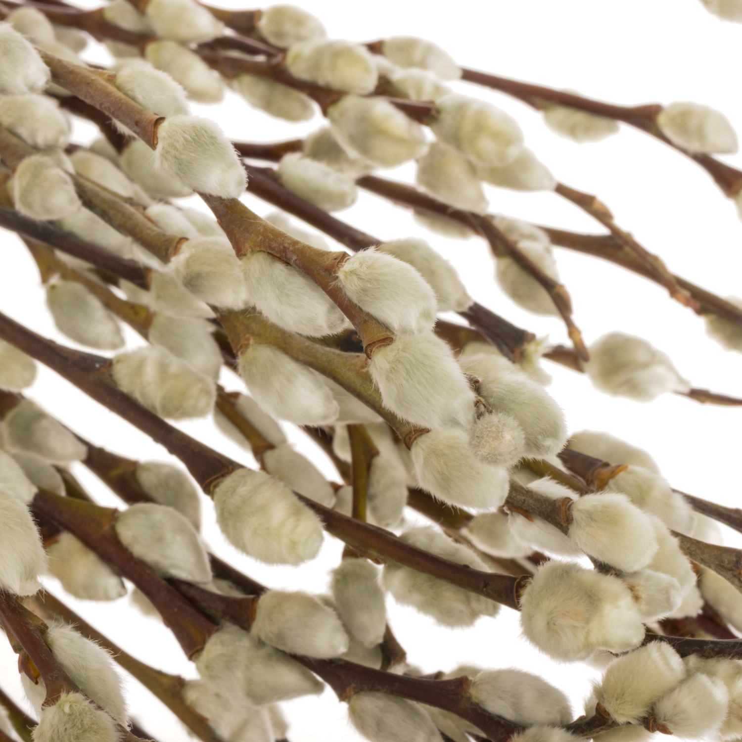 Kätzchen weiss Snowflake 70cm