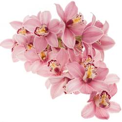 Cymbidium rosa Candy 50cm 6+Blüte