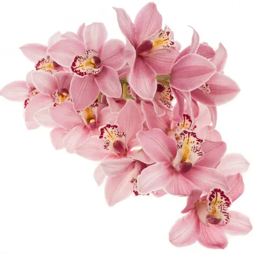 Cymbidium rosa Candy 50cm 6+Blüte