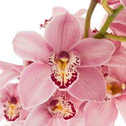 Cymbidium rosa Candy 50cm 6+Blüte