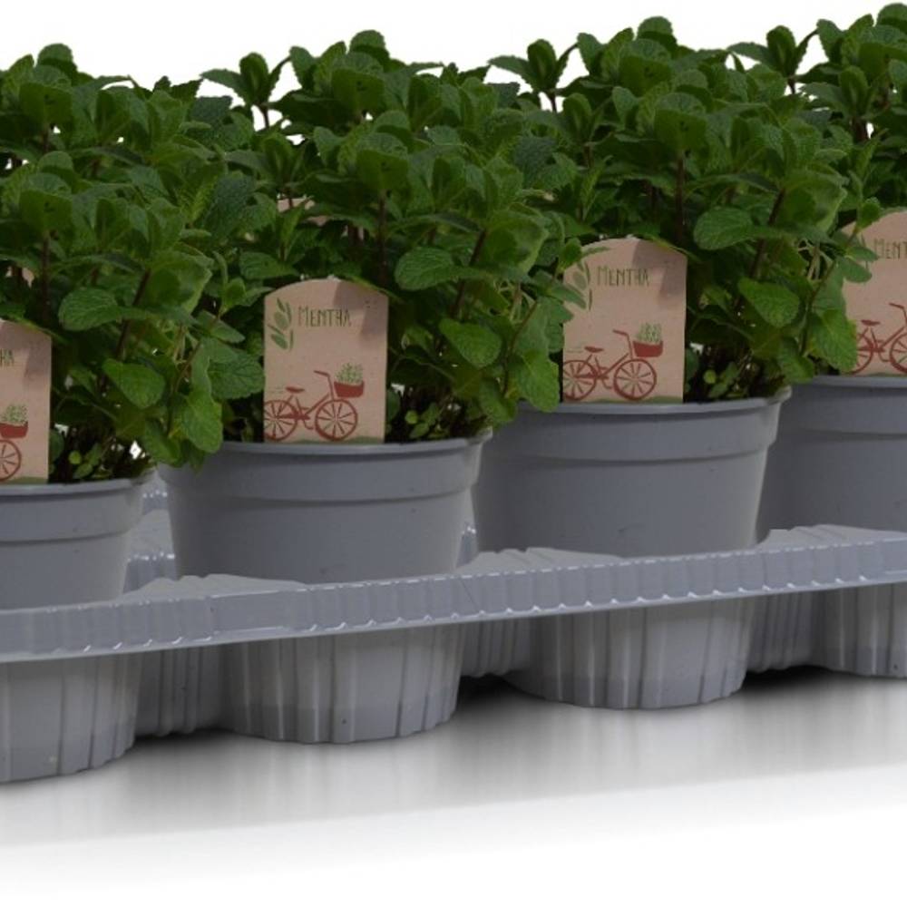 Mentha Spicata Bio T14 H030
