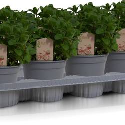 Mentha Spicata Bio T14 H030
