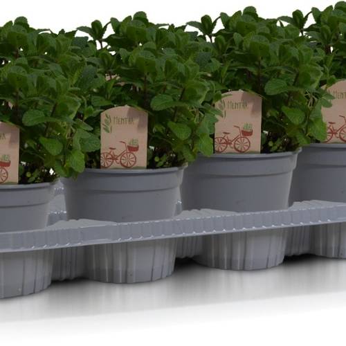 Mentha Spicata Bio T14 H030