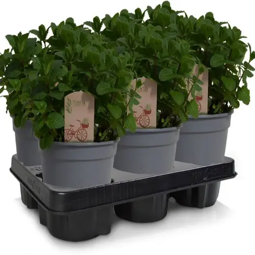 Mentha Spicata Bio T14 H030
