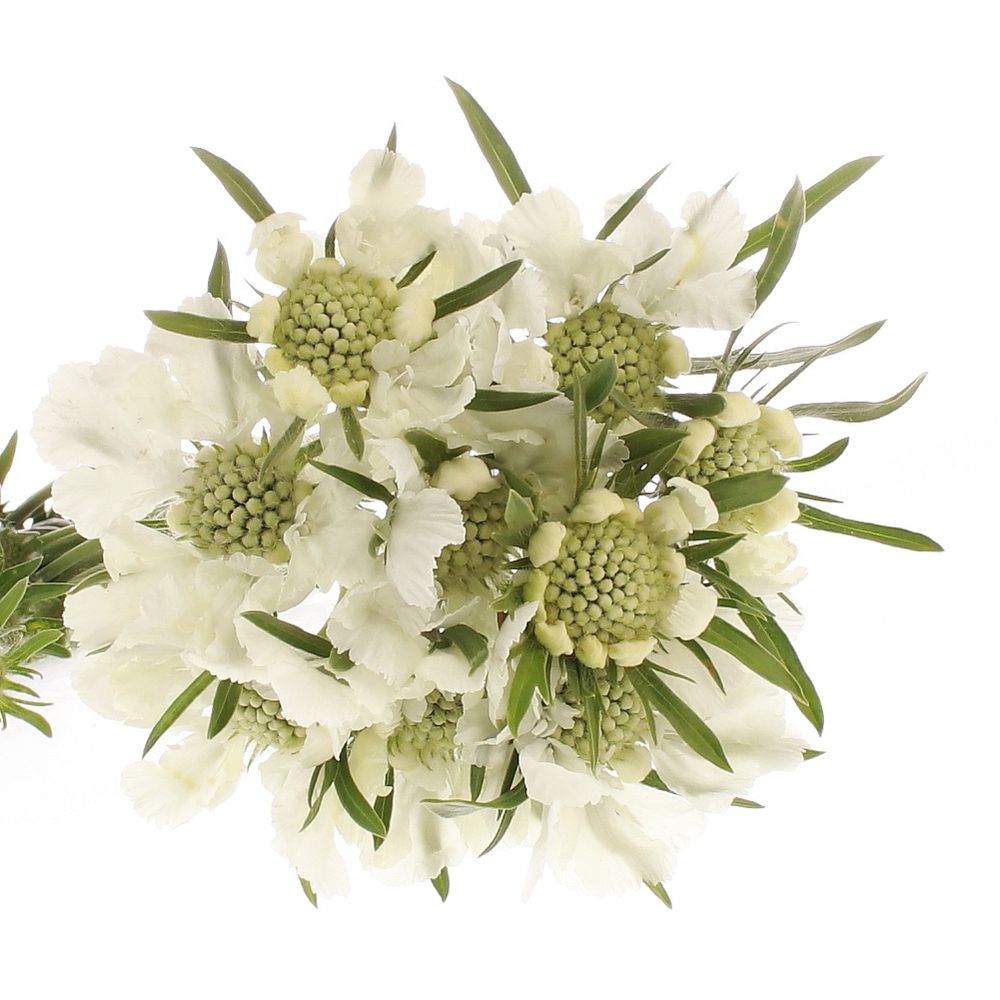 Scabiosa weiss Anika 60cm