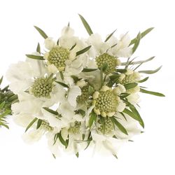 Scabiosa weiss Anika 60cm